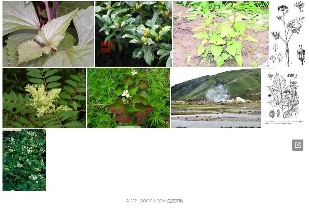 紫茎小芹照片和图片/