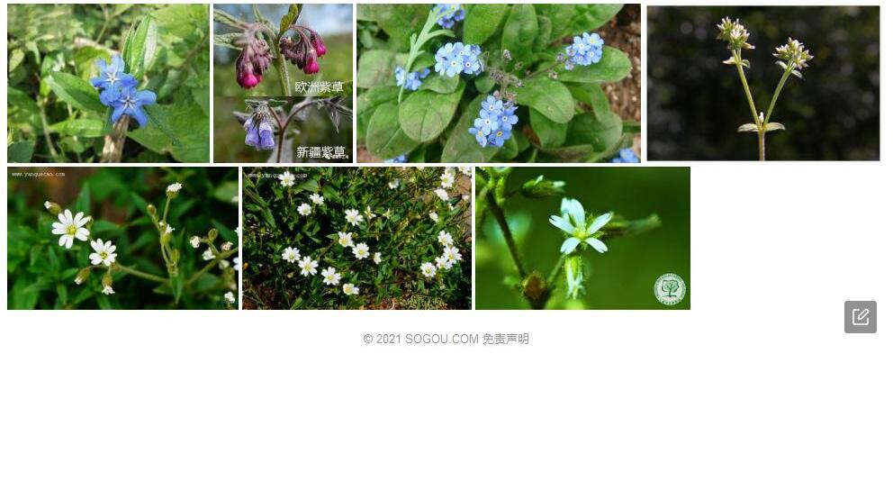 紫草叶卷耳照片和图片/