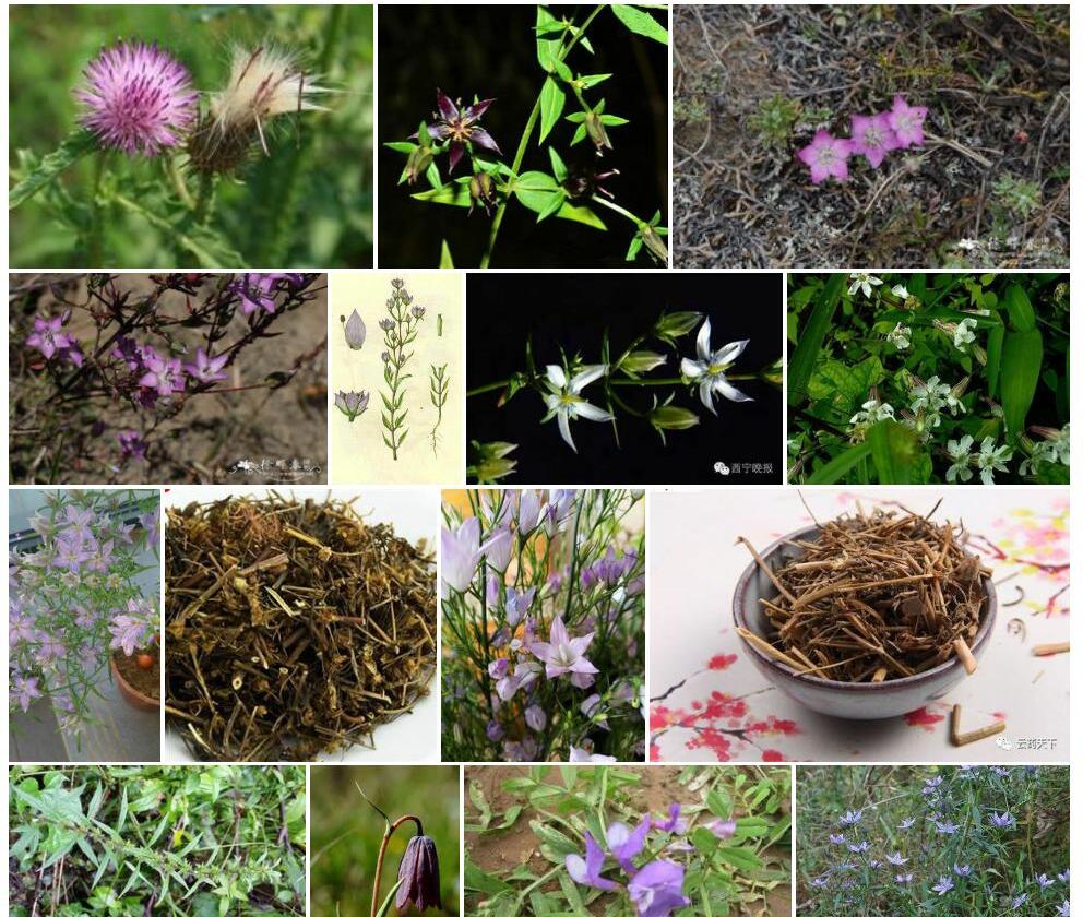 紫萼獐牙菜照片和图片/