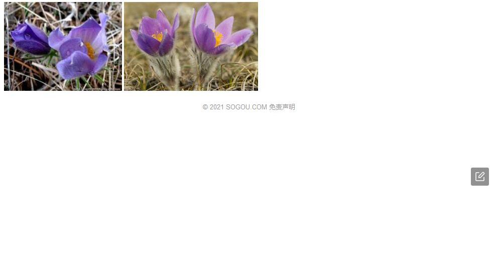 紫蕊白头翁照片和图片/