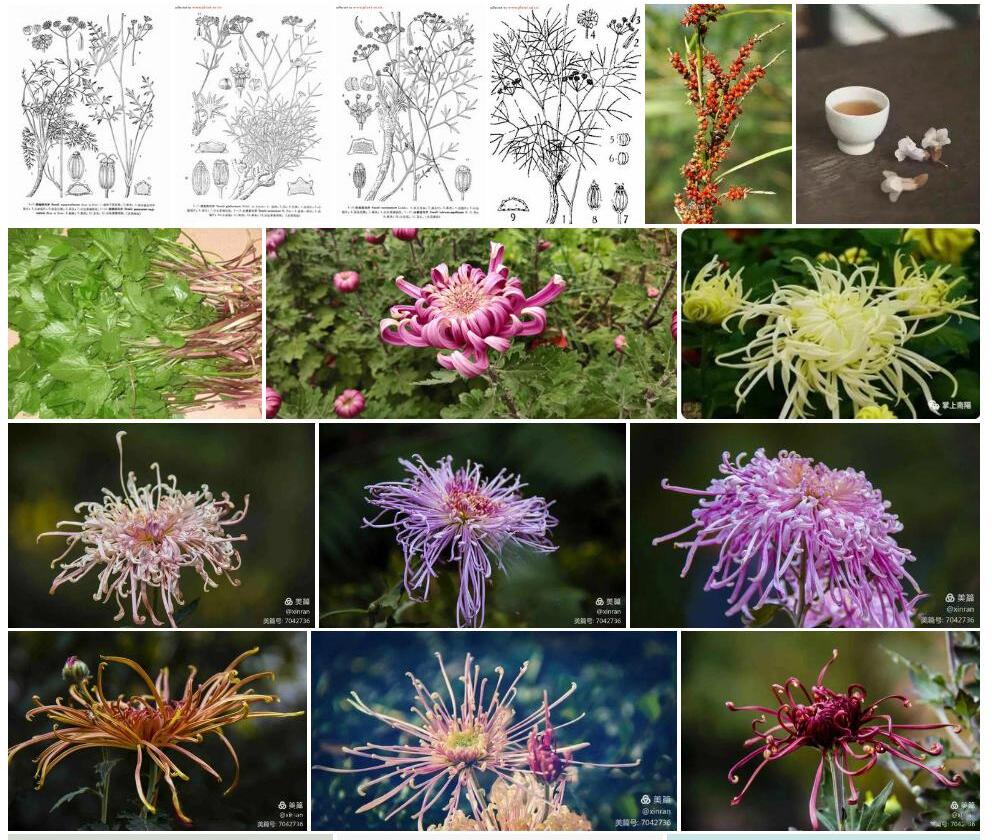紫鞘西风芹照片和图片/