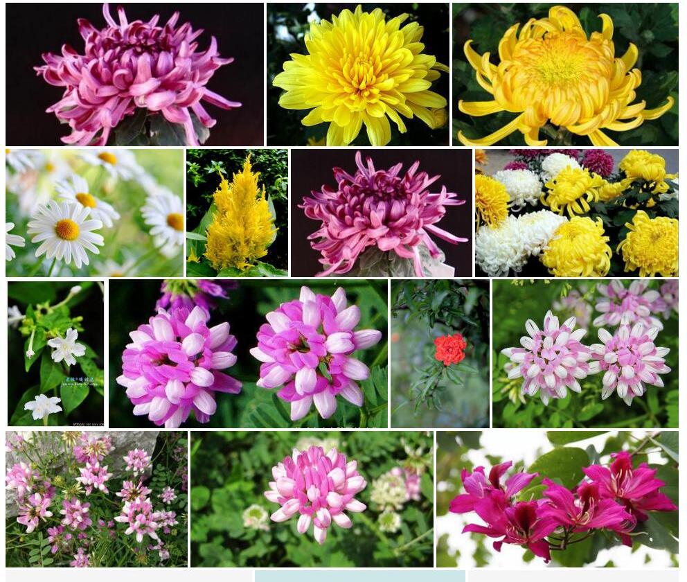 红冠花佩菊照片和图片/