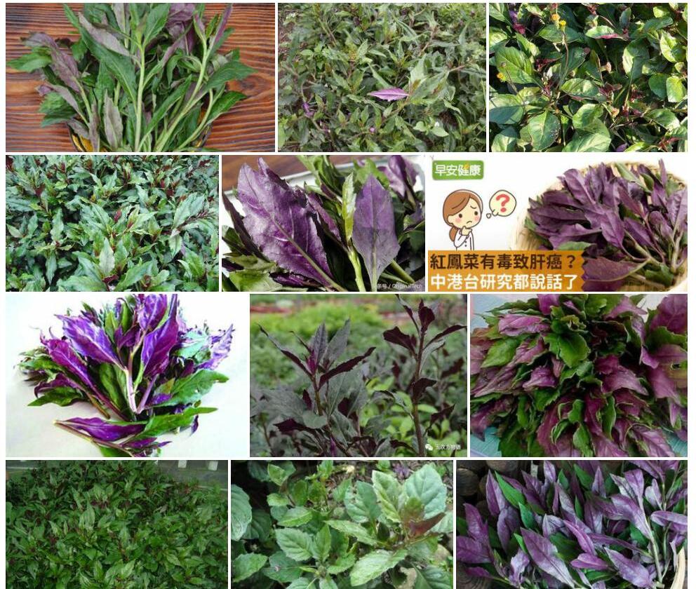 红凤菜照片和图片/