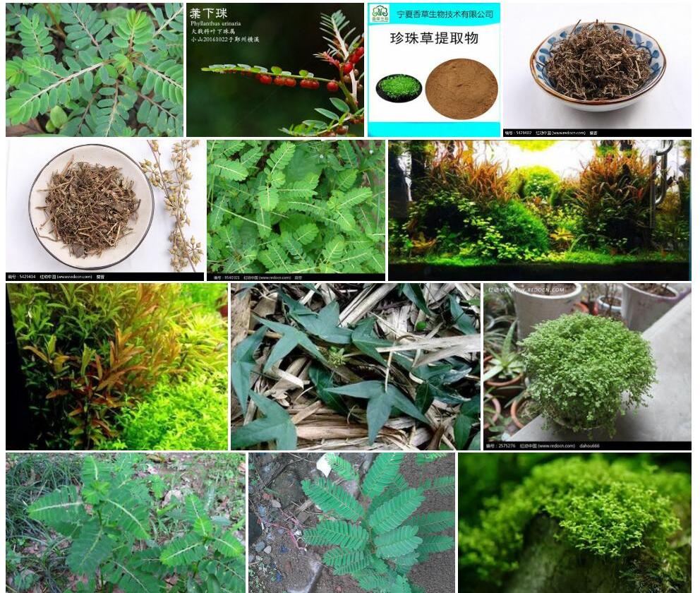 红叶下珠照片和图片/