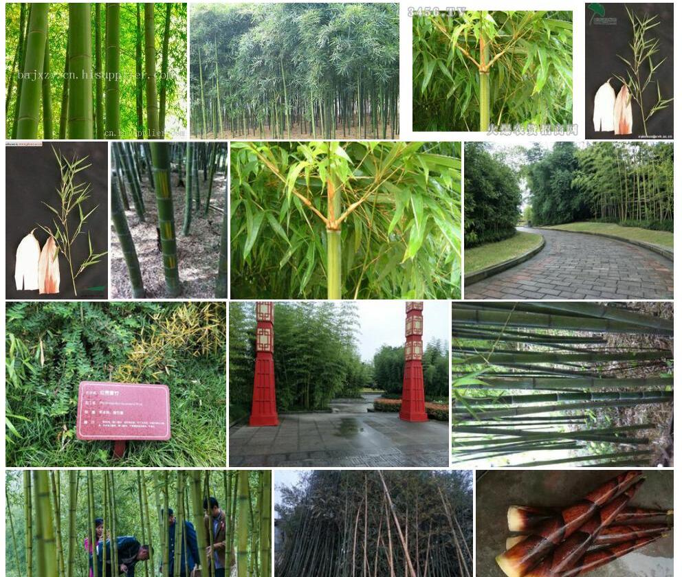 红壳雷竹照片和图片/