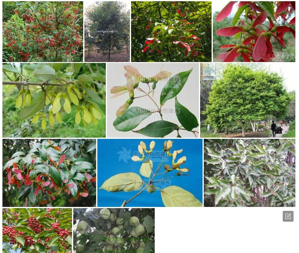 红果罗浮槭照片和图片/