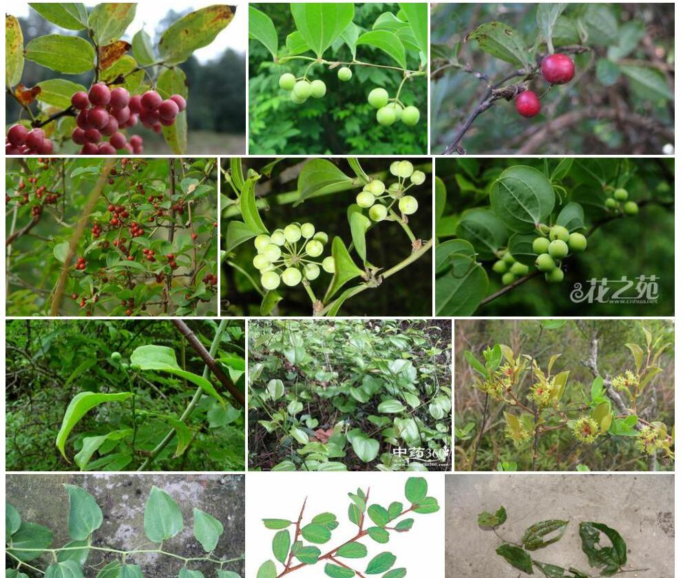红果菝葜照片和图片/