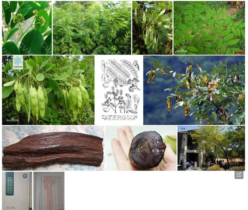 红果黄檀照片和图片/