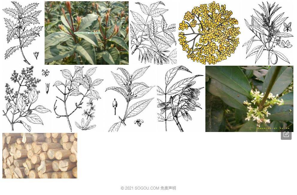 红柄木犀照片和图片/