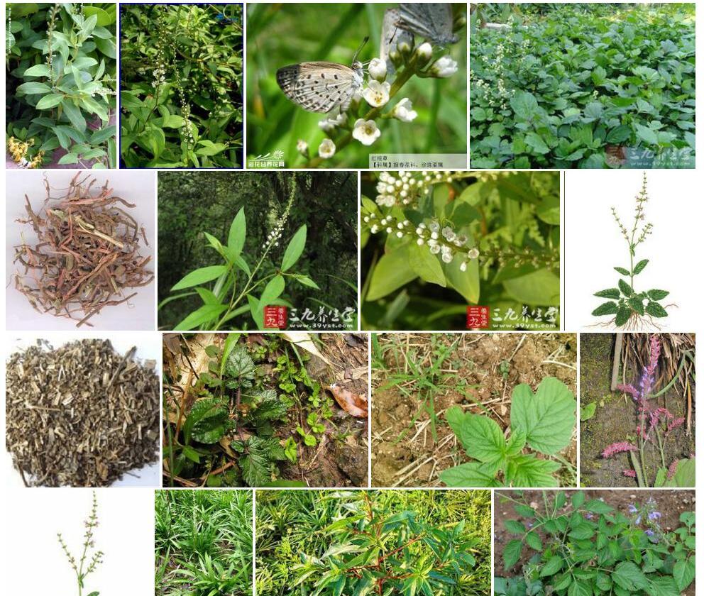 红根草照片和图片/