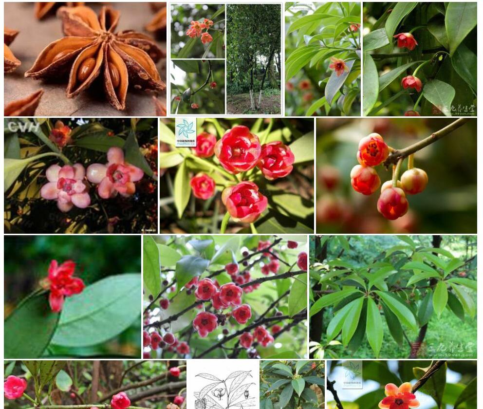 红毒茴照片和图片/