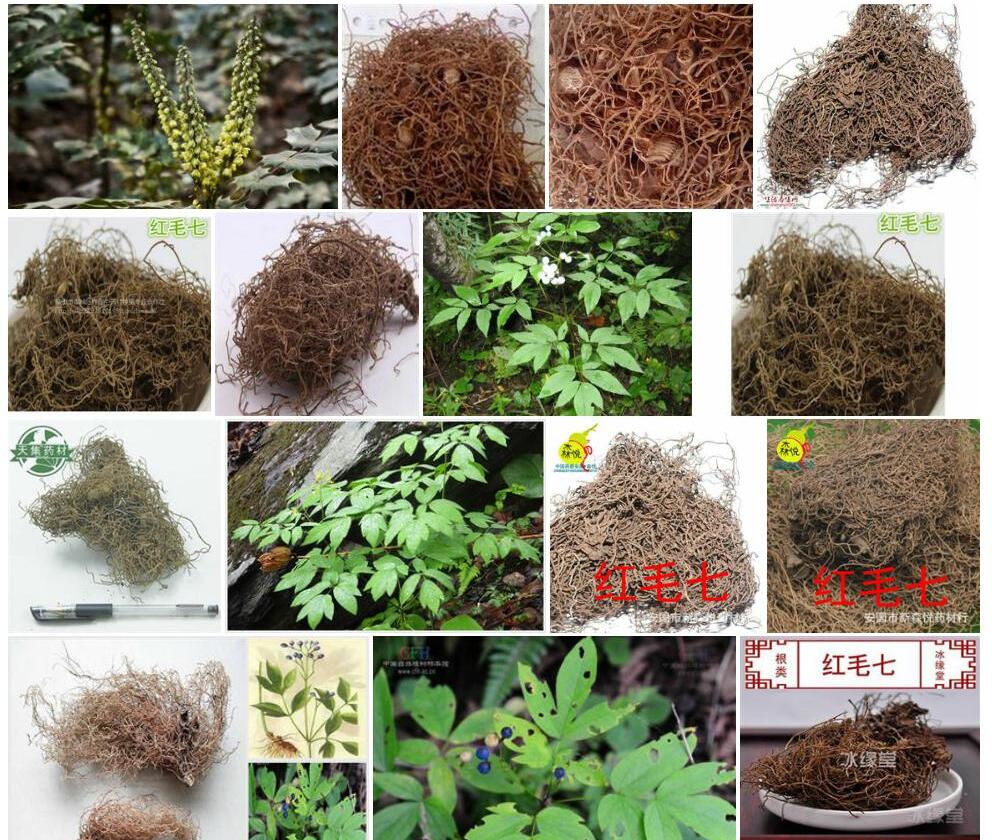 红毛七照片和图片/