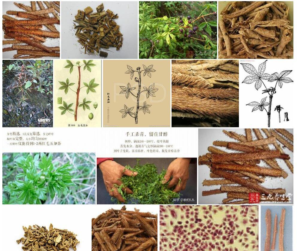 红毛五加照片和图片/