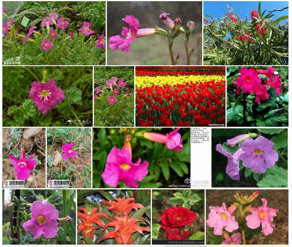 红波罗花照片和图片/