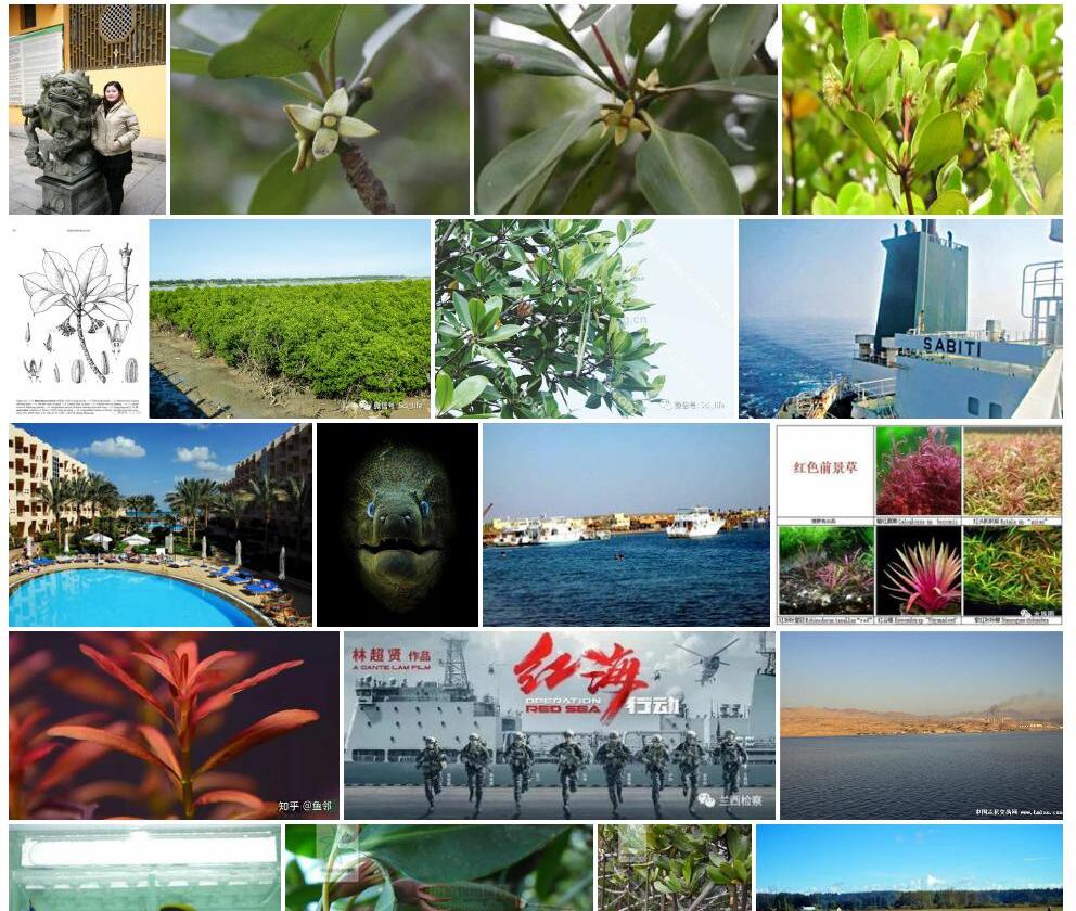 红海兰照片和图片/