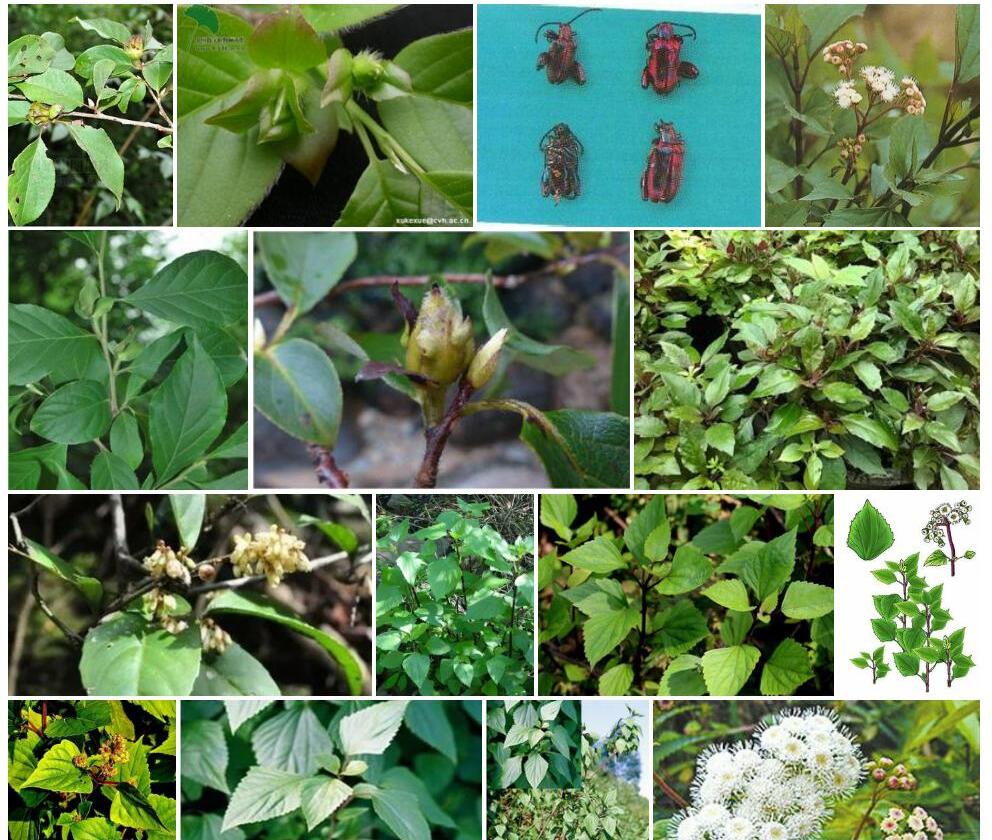 红皮紫茎照片和图片/