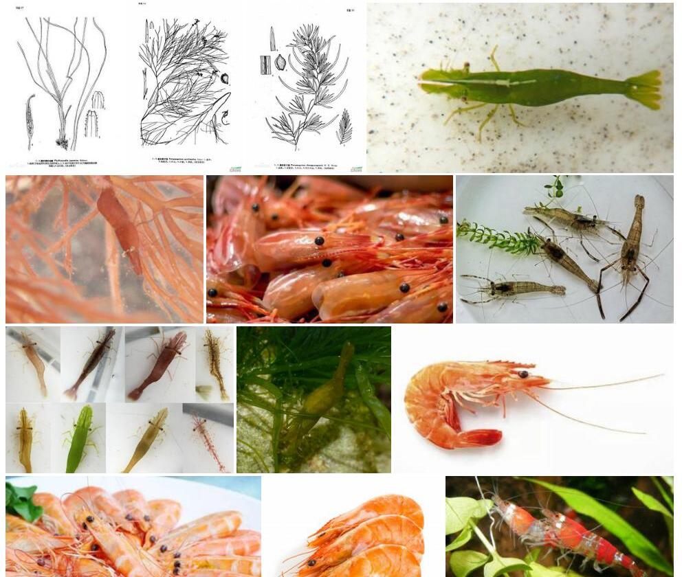 红纤维虾海藻照片和图片/