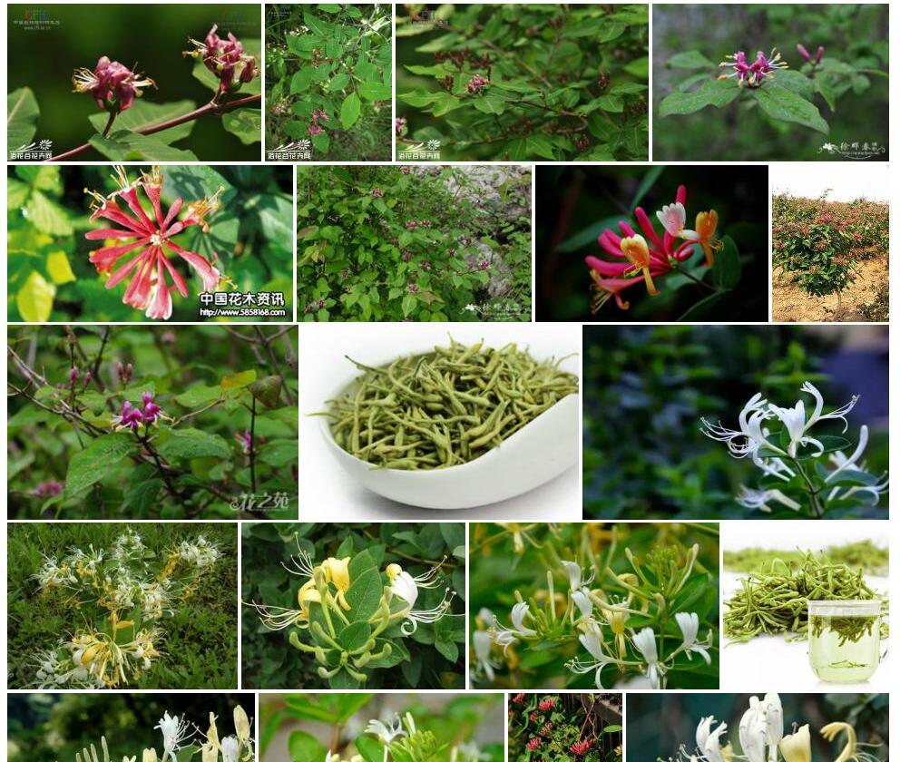 红脉忍冬照片和图片/