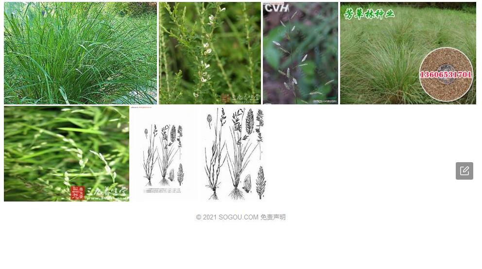红脉画眉草照片和图片/