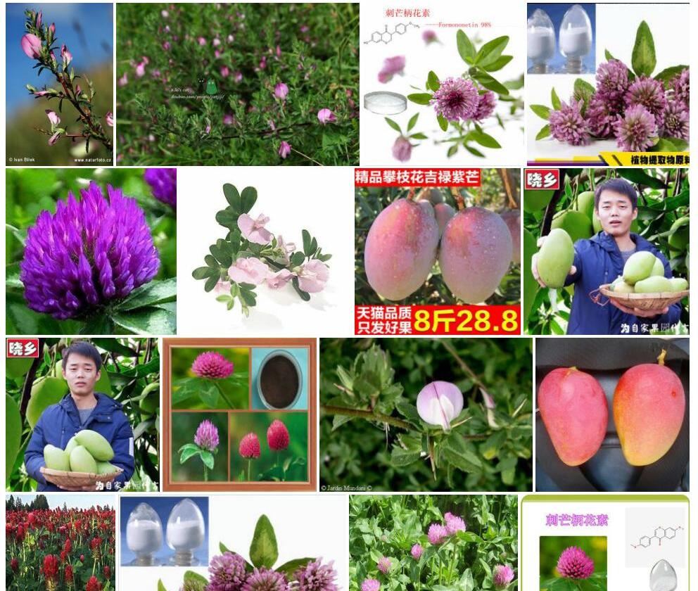 红芒柄花照片和图片/