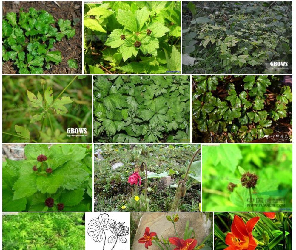 红花变豆菜照片和图片/