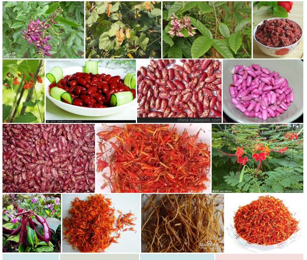 红花密花豆照片和图片/