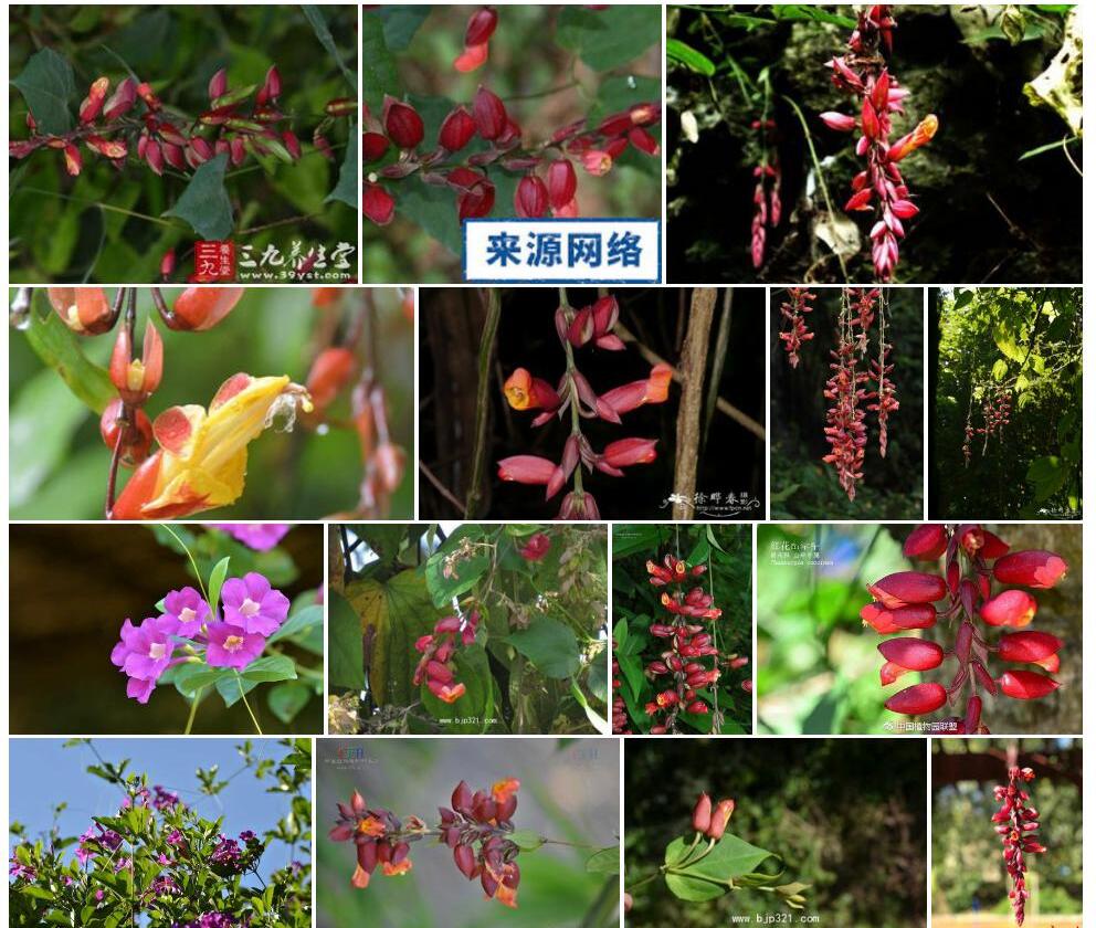 红花山牵牛照片和图片/