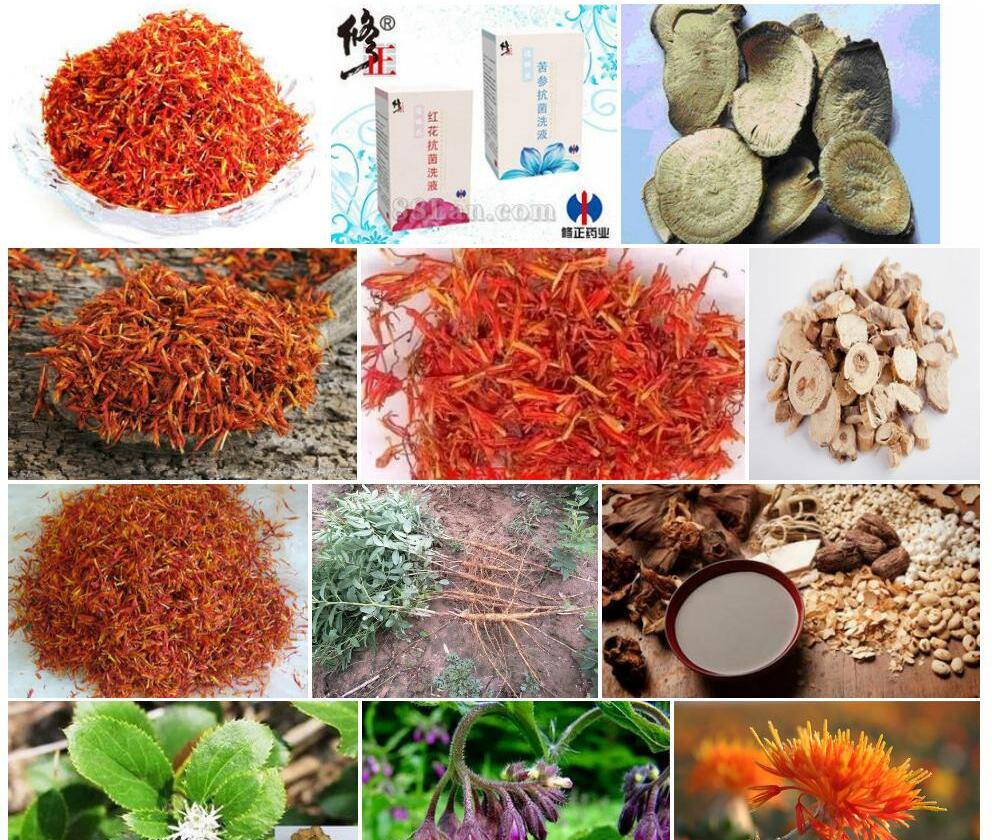 红花苦参照片和图片/