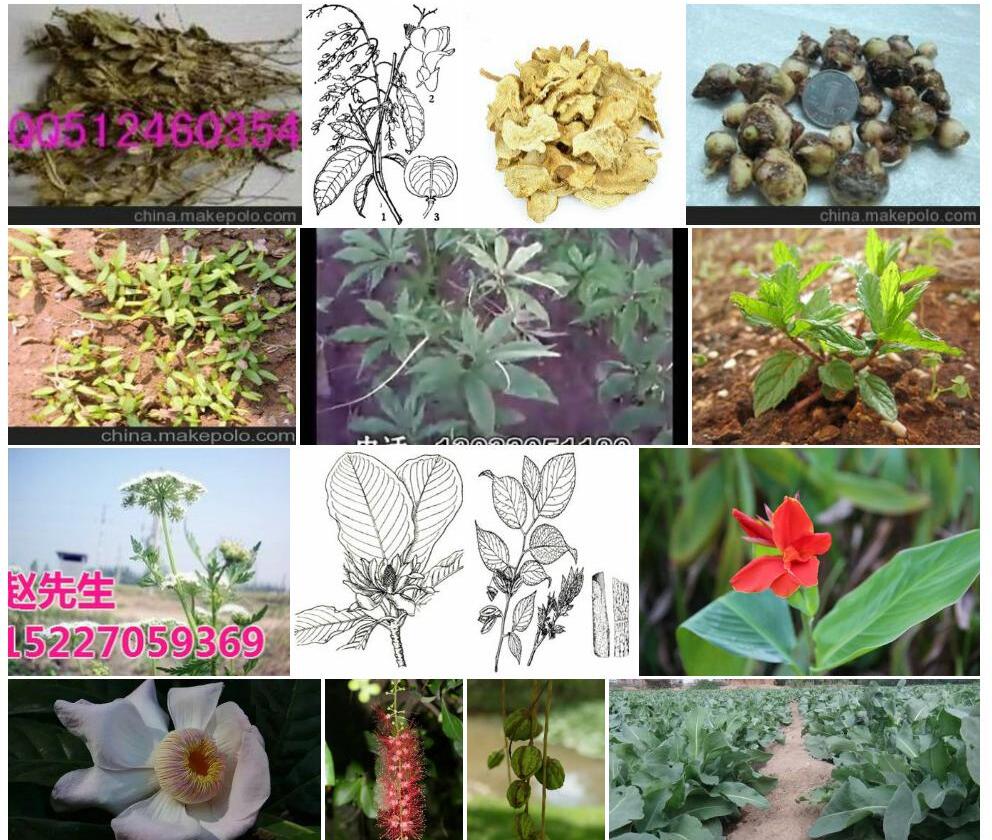 红花远志照片和图片/