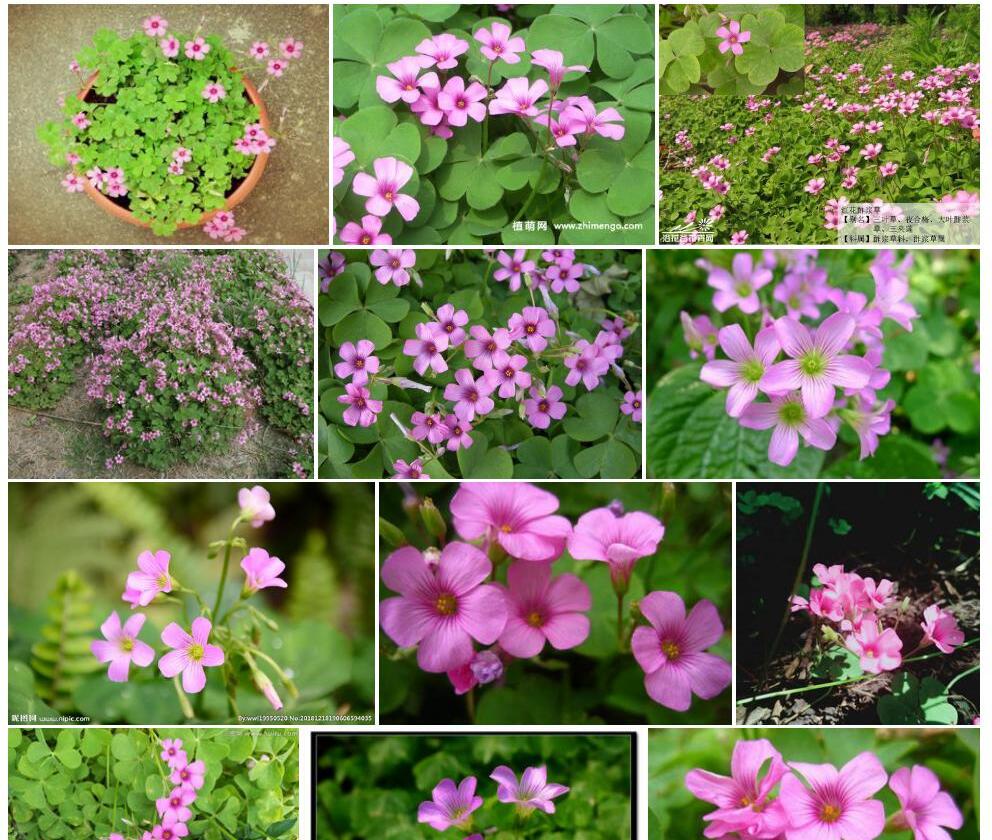 红花酢浆草照片和图片/