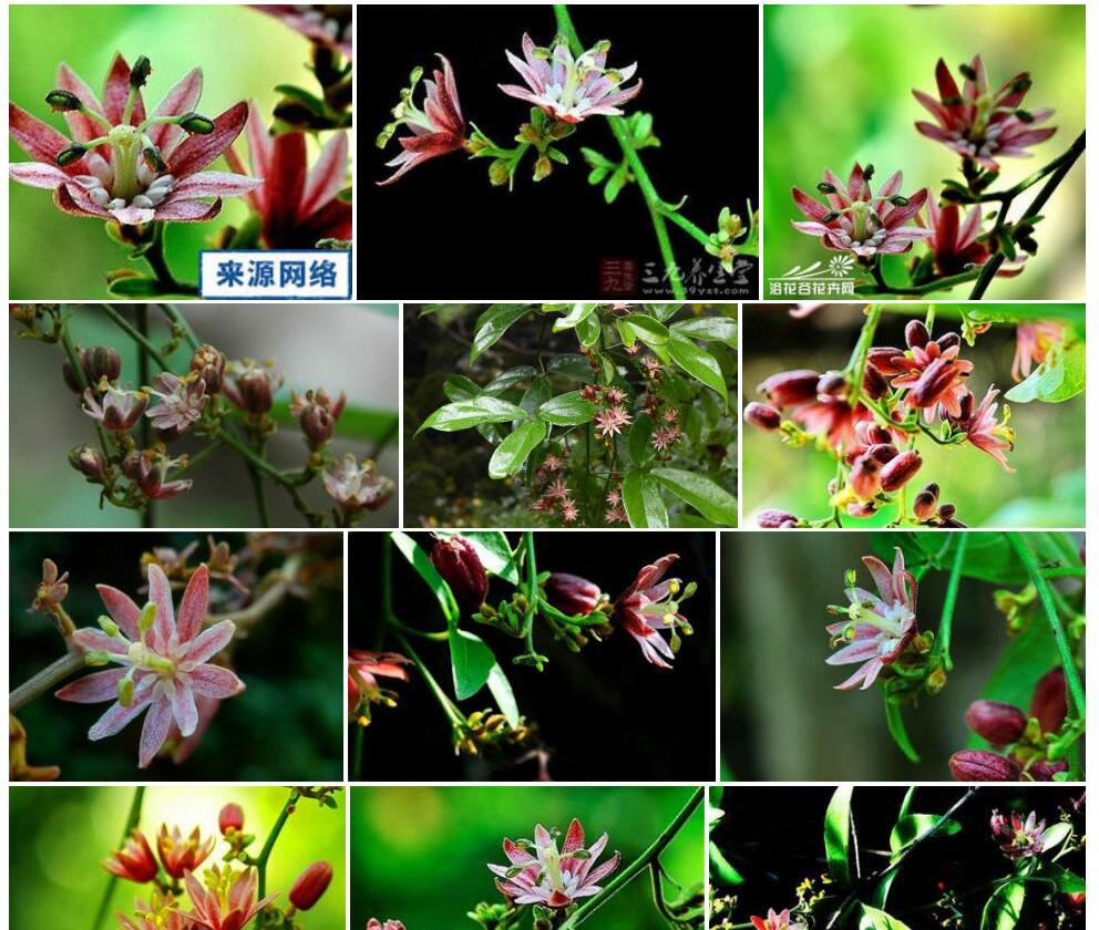 红花青藤照片和图片/