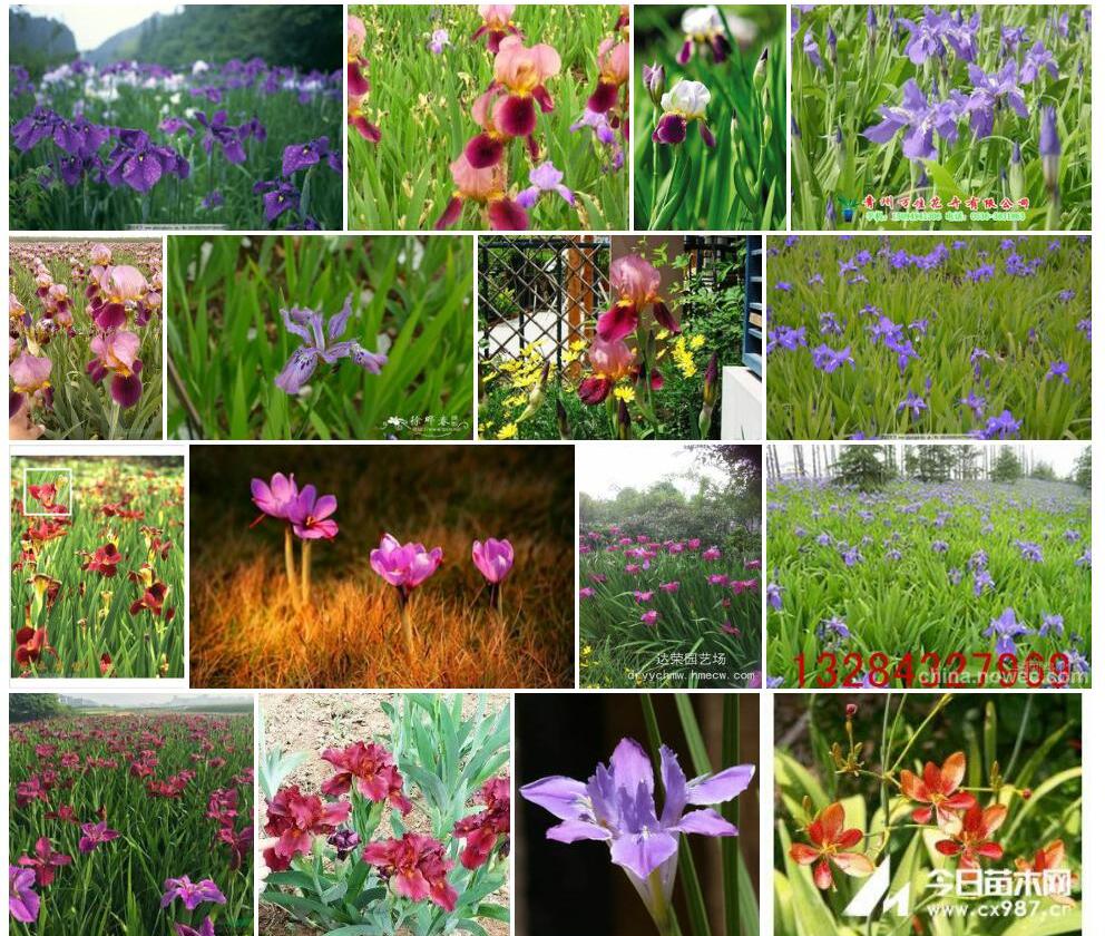 红花鸢尾照片和图片/