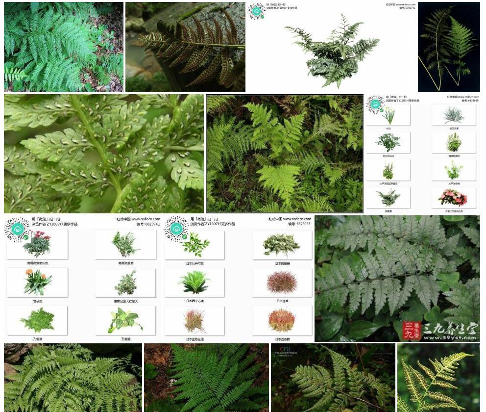 红苞蹄盖蕨照片和图片/