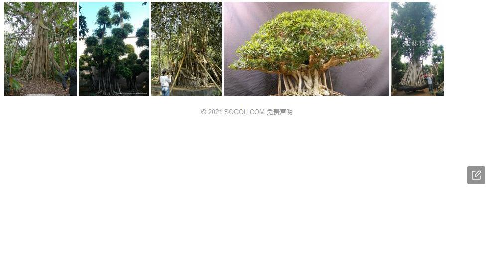 红茎榕照片和图片/