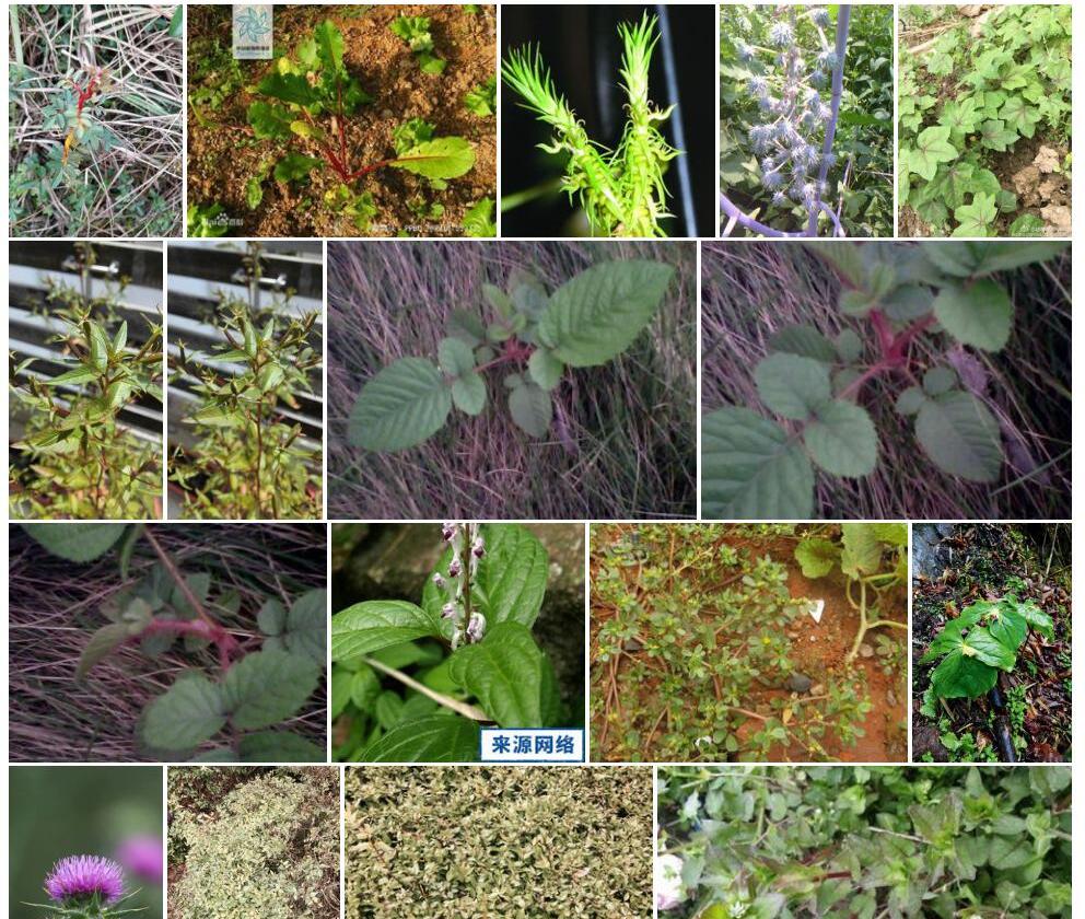 红茎石杉照片和图片/