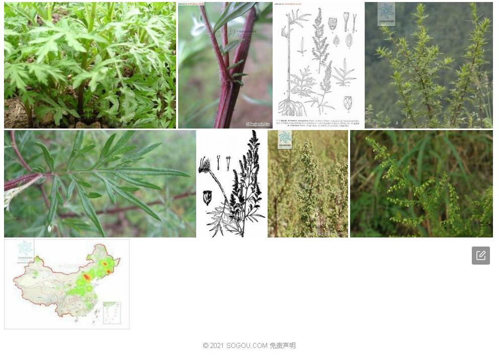 红足蒿照片和图片/