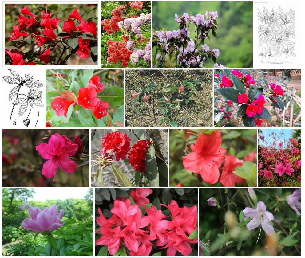 红马银花照片和图片/