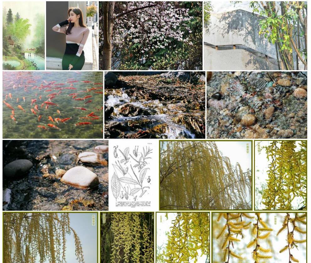 纤柳照片和图片/