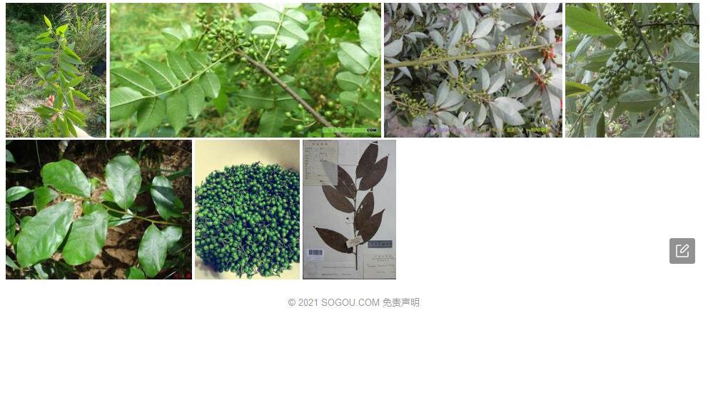 纤梗山胡椒照片和图片/