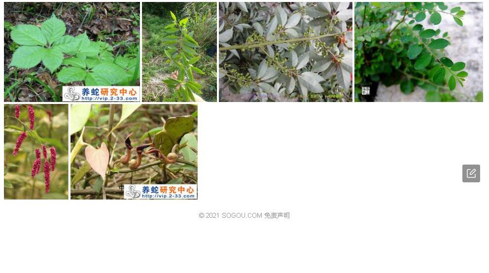 纤梗蒿照片和图片/