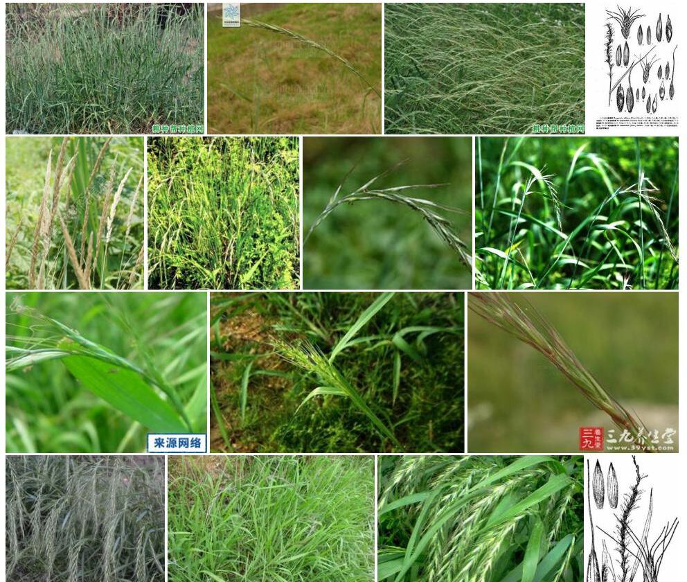 纤毛鹅观草照片和图片/