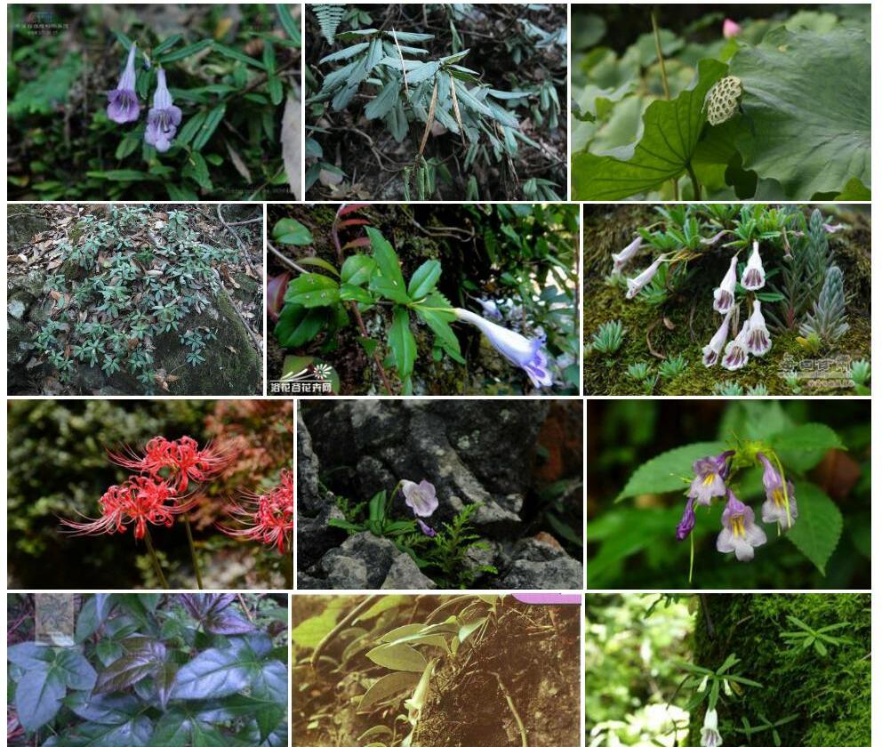 纤细吊石苣苔照片和图片/