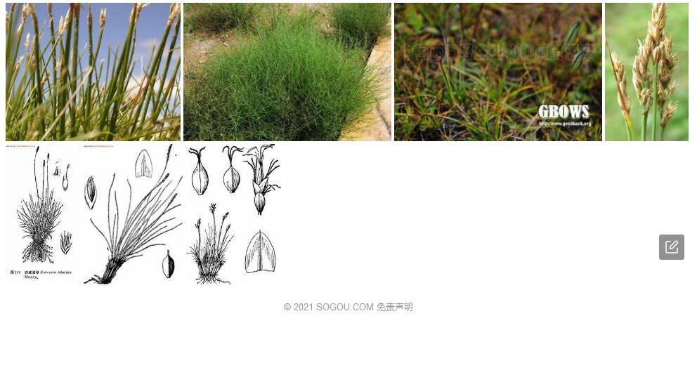 纤细嵩草照片和图片/