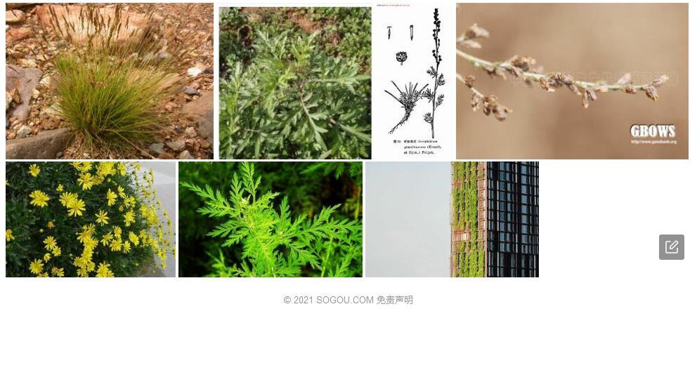 纤细绢蒿照片和图片/