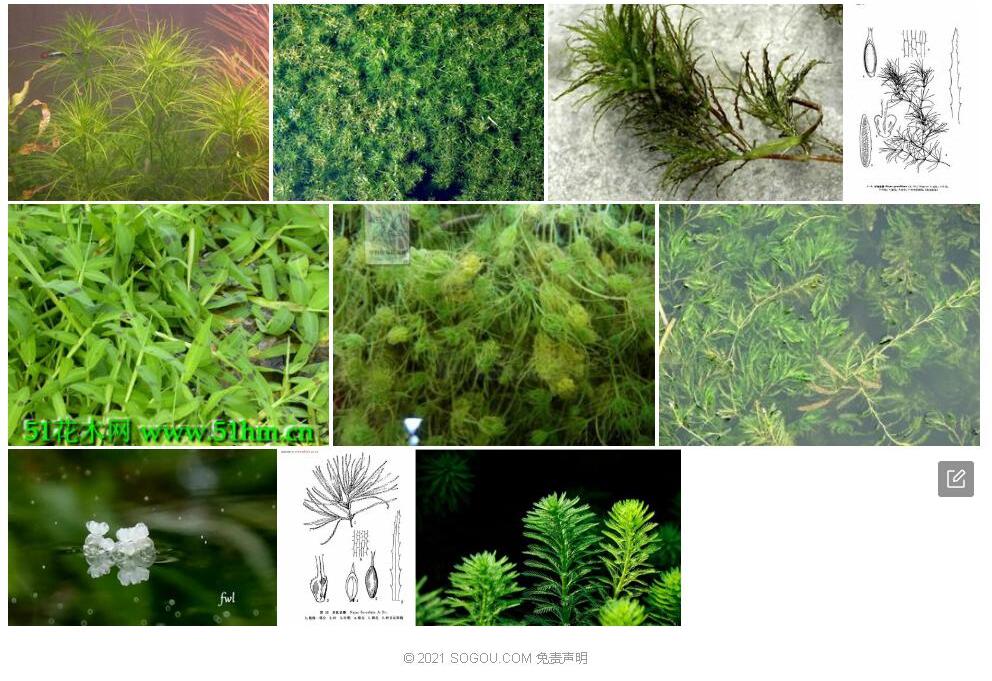 纤细茨藻照片和图片/