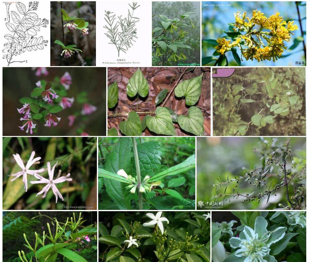 纤细荛花照片和图片/
