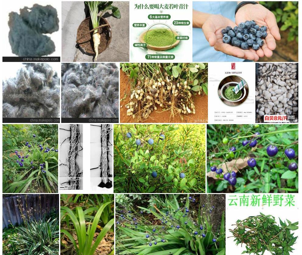 纤维青菅照片和图片/