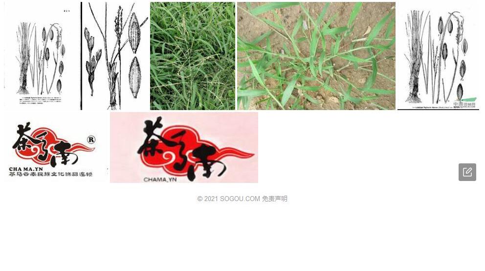 纤维马唐照片和图片/