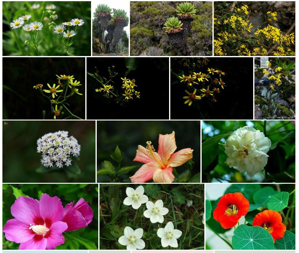 纤花千里光照片和图片/