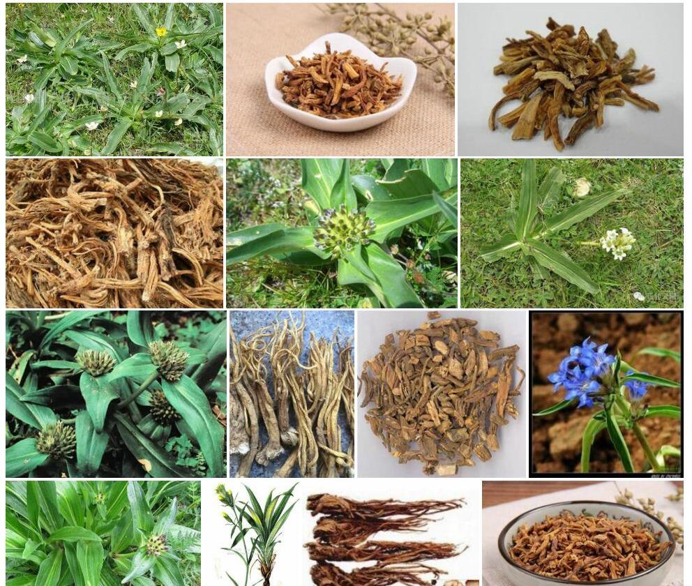纤茎秦艽照片和图片/